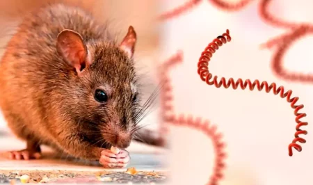 Qué es la leptospirosis y por qué aumenta en temporada de lluvias