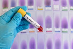 Fallas en agua, drenaje y recolección de basura incrementan el riesgo de leptospirosis en Piura