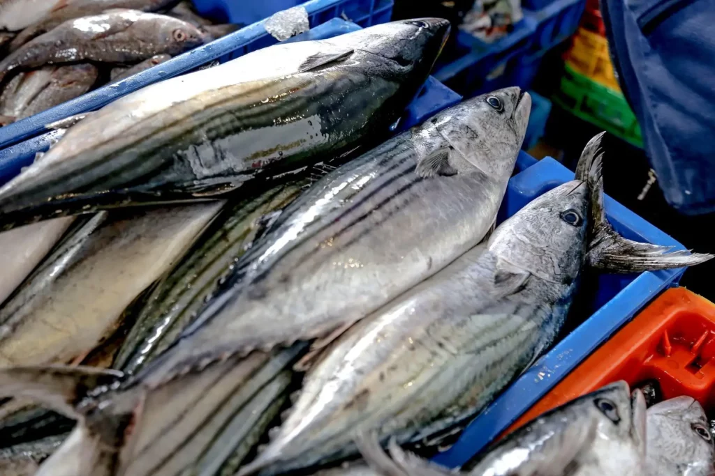 Produce suspende temporalmente la pesca de bonito tras alcanzar el límite de captura permitido