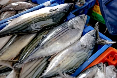 Produce suspende temporalmente la pesca de bonito tras alcanzar el límite de captura permitido Produce suspende temporalmente la pesca de bonito tras alcanzar el límite de captura permitido
