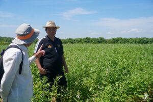 Piura impulsa cultivo de ajonjolí en Locuto como alternativa para diversificar la agricultura