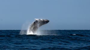 Avistamiento de ballenas 2026: norte del Perú espera a miles de visitantes entre julio y octubre Avistamiento de ballenas 2026: norte del Perú espera a miles de visitantes entre julio y octubre