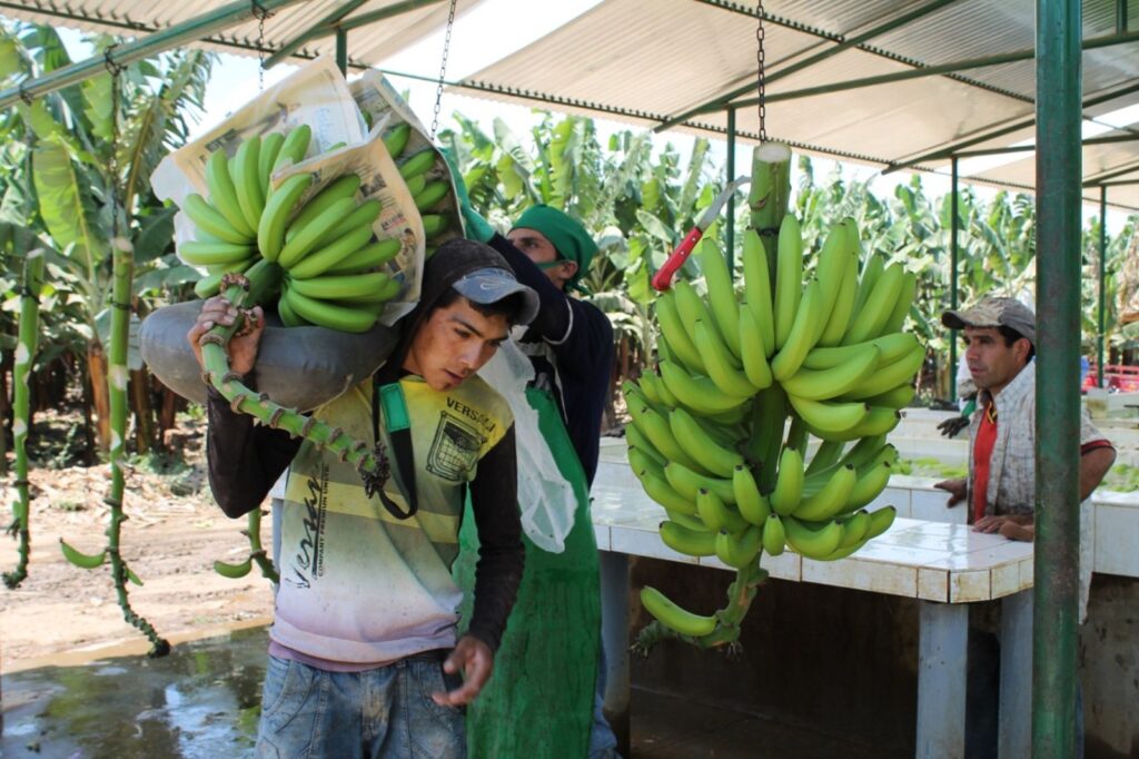 Del valle del Chira al mundo: Piura consolida su liderazgo en exportación de plátano Del valle del Chira al mundo: Piura consolida su liderazgo en exportación de plátano