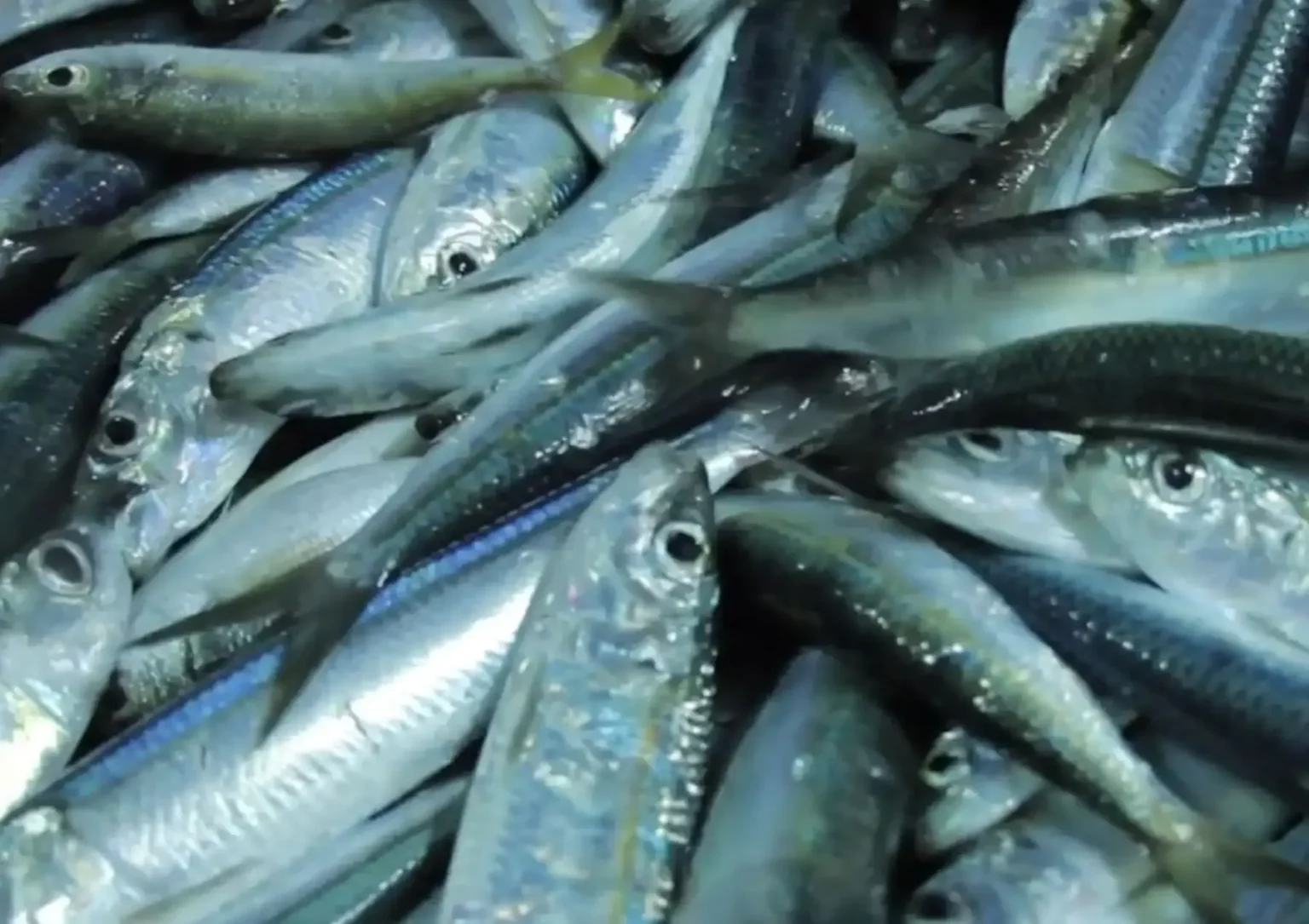 Fenómeno El Niño podría alterar la distribución y reproducción de la anchoveta en Perú, advierte Imarpe