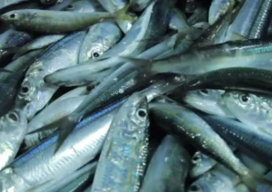 Fenómeno El Niño podría alterar la distribución y reproducción de la anchoveta en Perú, advierte Imarpe