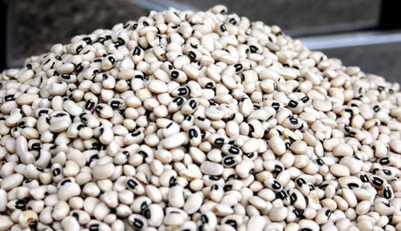 Piura lidera la producción de frijol castilla mientras sus exportaciones avanzan