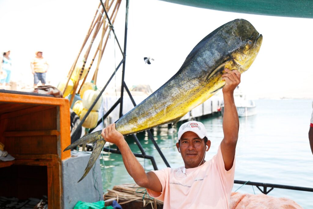 Pesca del perico inicia con límite temporal de 7 375 toneladas