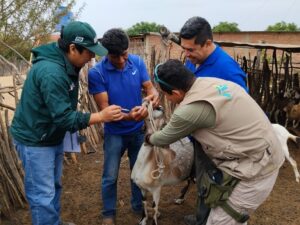 Ganado caprino de Locuto inicia proceso de mejoramiento genético con inseminación artificial